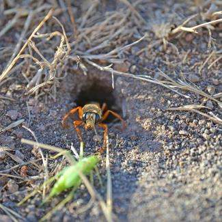 Wasp exiting a nest hole in the ground