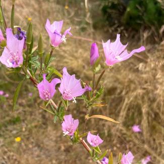Leaf cutter bees have snipped multiple disc-sized pieces from these pink Clarkia aomena flowers