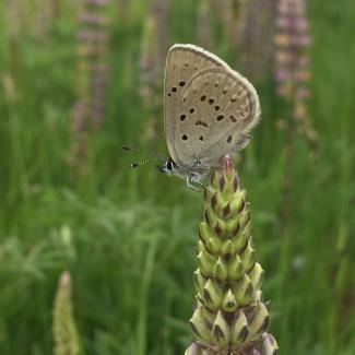 Fender's blue butterfly on Kincaid's lupine plant