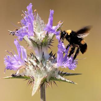 Crotch’s bumble bee foraging from a thistle flower