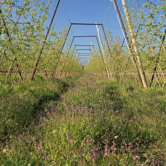 An orchard where rows of flowering native plants have been planted between the trees.