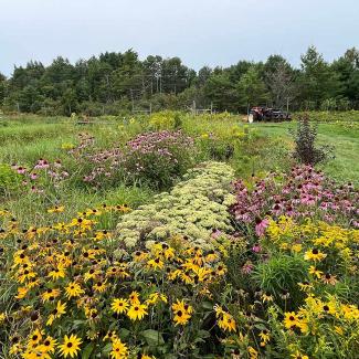 On-farm perennial habitat for pollinators and beneficial insects. These fall blooming plants include black-eyed susan (Rudbeckia hirta), purple coneflower (Echinacea purpurea), and goldenrod (Solidago spp.).