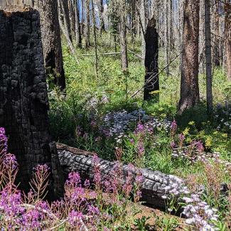A brilliant magenta flower stands in front of a black charred tree trunk. The forest has some live and dead conifer trees with a forest floor covered in white and yellow flowers with lots of leafy green growth with a few large black charred tree trunks laying down.