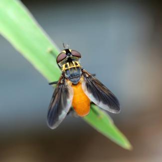 Yellow and black Tachinid fly (Trichopoda pennipes) sits on a blade of grass