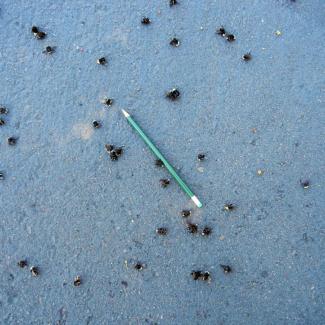 Many small dead bees laying scattered across the floor. A pencil is in the middle, to show the scale.