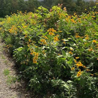 A hedgerow along a gravel driveway, with many yellow flowers.