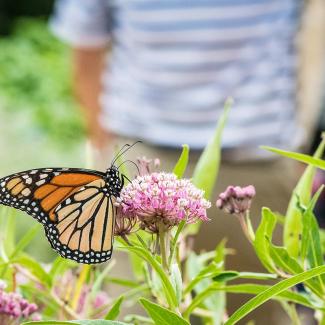 A monarch butterfly nectars on milkweed in the foreground, with a person in the background.  ( Lance Cheung / USDA CC0).