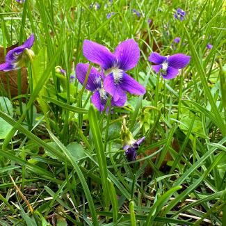 Violets blooming in yard