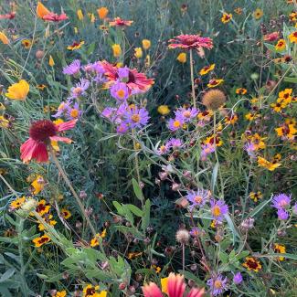 A wide and dense variety of blooming native flowers