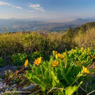 A small plant with yellow flowers, atop a hill in the Cascade-Siskiyou National Monument, with a whole landscape of trees, rivers and mountains in the background.
