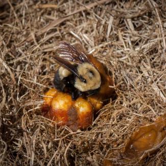 Bombus griseocollis on nest (Kent McFarland Flickr CC 2.0)