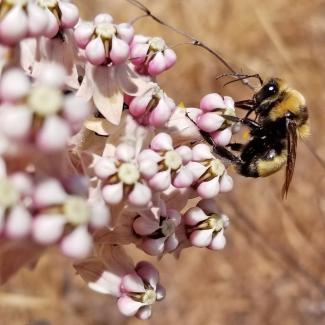 A yellow and black bumble bee drinks nectar from pale pink flowers of milkweed