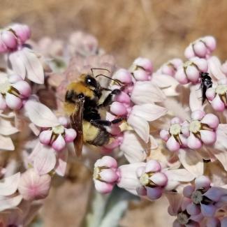 A yellow and black bumble bee drinks nectar from pale pink flowers of milkweed