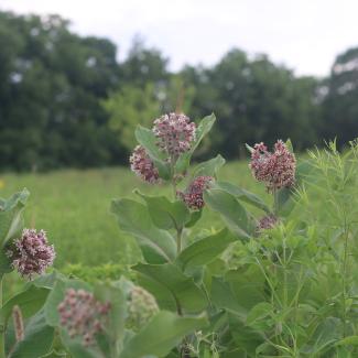 Pale pink and purple ball-shaped flower heads of common milkweed stand out against the green foliage of this habitat strip beside a farm field