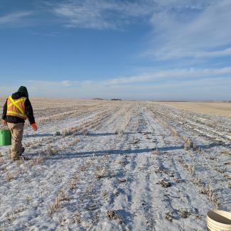 Well wrapped against the winter weather, two people walk across a snow-covered field of stubble scattering wildflower seed