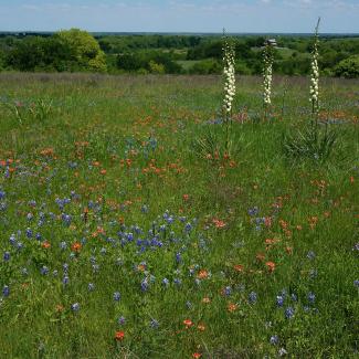 The green grass of this Texas prairie is dotted with blue lupines, red paintbrush, and creamy colored yucca