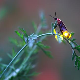 A female firefly flashes from her perch on the tip of a curving twig