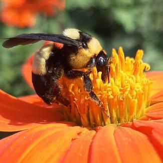 Southern plains bumble bee (Bombus fraternus) observation submitted to Bumble Bee Watch by a community scientist.