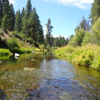 Beneath a blue sky, the clear waters of a river sparkle as it flows past pine trees