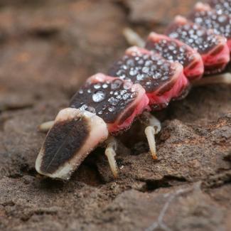 A glow-worm with an elongated and segmented body of dark brown with pink stripes