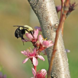 The black hairs that cover the rear segments of this yellow-and-black bumble bee shine in the sunshine as it forages on a pink flower