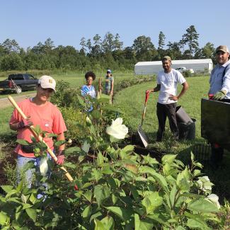 A small group of young men and women work with shovels and other tools to care for a hedgerow