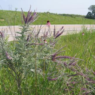 Wildflowers grow beside a quite rural road. The most abundant plant has small gray-green leaves that grow on horizontal branches and a clyster of long, narrow spikes of dark purple flowers at the top of the stem