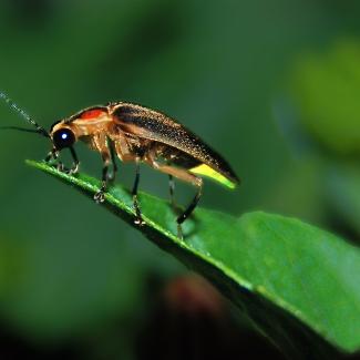 A close up of a firefly. The firefly is mostly black, with some red patches behind its head and pale brown edges to its shell. It is standing on a narrow green leaf as it flashes its green light.