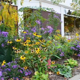 A flower bed beside a street in a downtown. The flowers include purple asters and yellow coneflowers. Behind are large mirrored glass windows of a store, which reflect the buildings opposite. 