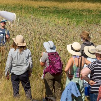 A group of people wearing wide-brimmed hats stand with their backs to the camera, watching a man standing waist-deep in grass and flowers swings a white butterfly net.