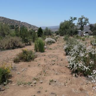 A photo of a desert landscape. In the background, brown hills dotted with green shrbs rise toward the blue sky. In the foreground, flowers are in bloom. A row of low shrubs coverd in white flowers stretches away from the viewer toward a clump of short trees.
