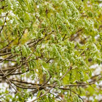 White oak showing symptoms of herbicide drift injury in mid April. Credit: Martin Kemper, Prairie Rivers Network