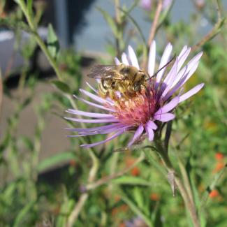 A bee foraging on a yellow and purple flower in a suburban garden. The bee is golden-brown and hairy, and has very long antennae. The flower has many narrow, purple petals that radiate out from the yellow center. The flower is growing in a flower border beside a house. Behind can be seen a blue garage door and a white sedan parked on the driveway.