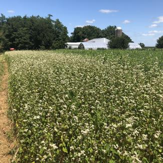 Buckwheat smother crop in Iowa (Photo: Sarah Foltz Jordan/ Xerces Society)