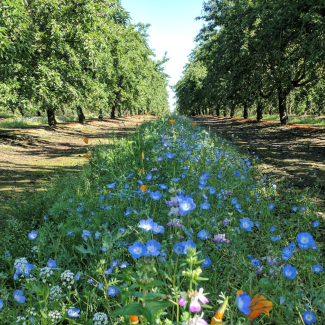 Cover crop blooms in an orchard (Photo: Xerces Society)