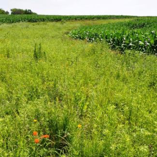 Catchment habitat designed to capture nutrient and sediment runoff, like this flowering prairie strip at Neal Smith Wildlife Refuge in Iowa, may be more ubiquitously contaminated with pesticides used in nearby crop fields than other types of habitat in agricultural landscapes. (Photo: Lynn Betts, NRCS/SWCS, Flickr)