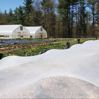 Beds of cabbage under exclusion netting to protect from flea beetle damage