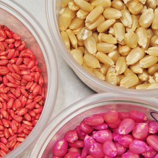 Treated and untreated seeds