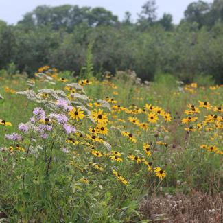 Wildflower meadow