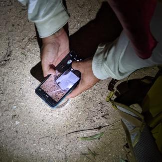 A participant uses their iphone camera to photograph a firefly in a petri dish