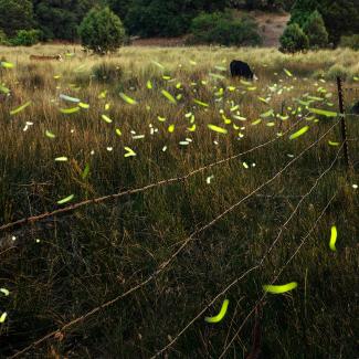 Yellow/green flashes at dusk from Southwest spring fireflies near grazing cattle