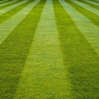 Desolate stripes of mowed turf grass