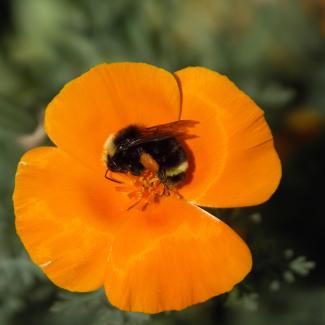 Bumble bee on California poppy flower