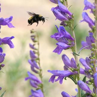 Bumble bee flies from flower to flower along the Santa Fe Pollinator Trail