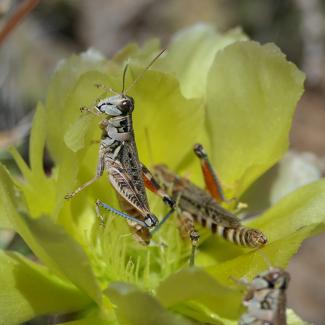 Native grasshoppers in New Mexico 