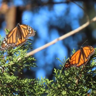 A male and female monarch rest on a branch in the sun in Santa Cruz (c. Diana Magor)