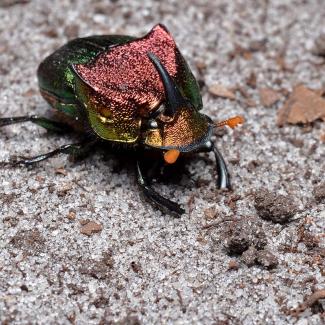 A glittering beetle, with colors ranging from orange to purple to green. It had one large backwards facing horn on its head, and two ridges on its back.