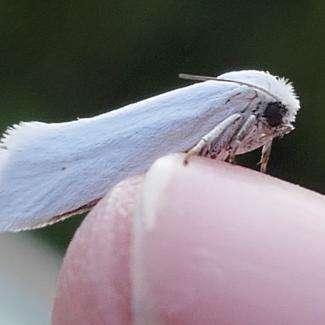 The white colored yucca moth is dwarfed by the person's thumbnail on which it perches