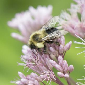 A hairy, yellow-and-black bumble bee forages on a pink flower head of joe-pye weed.