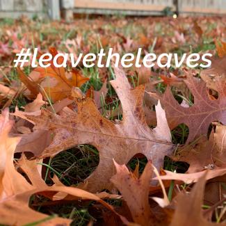 Close-up of reddish-brown oak leaves scattered on the ground near the base of a fence